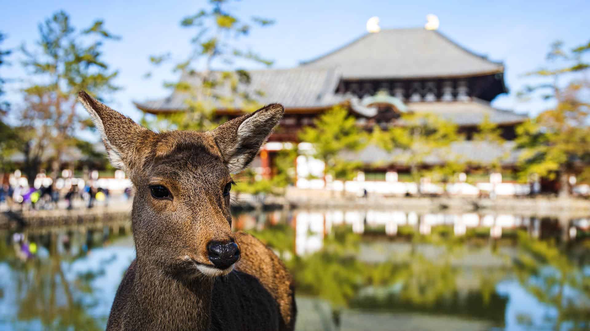 8 Best Places to Visit in Japan | Places Happen